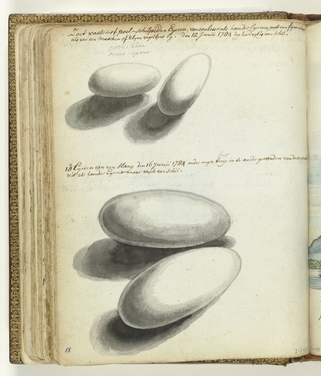 Œufs de tortue et de serpent - Jan Brandes