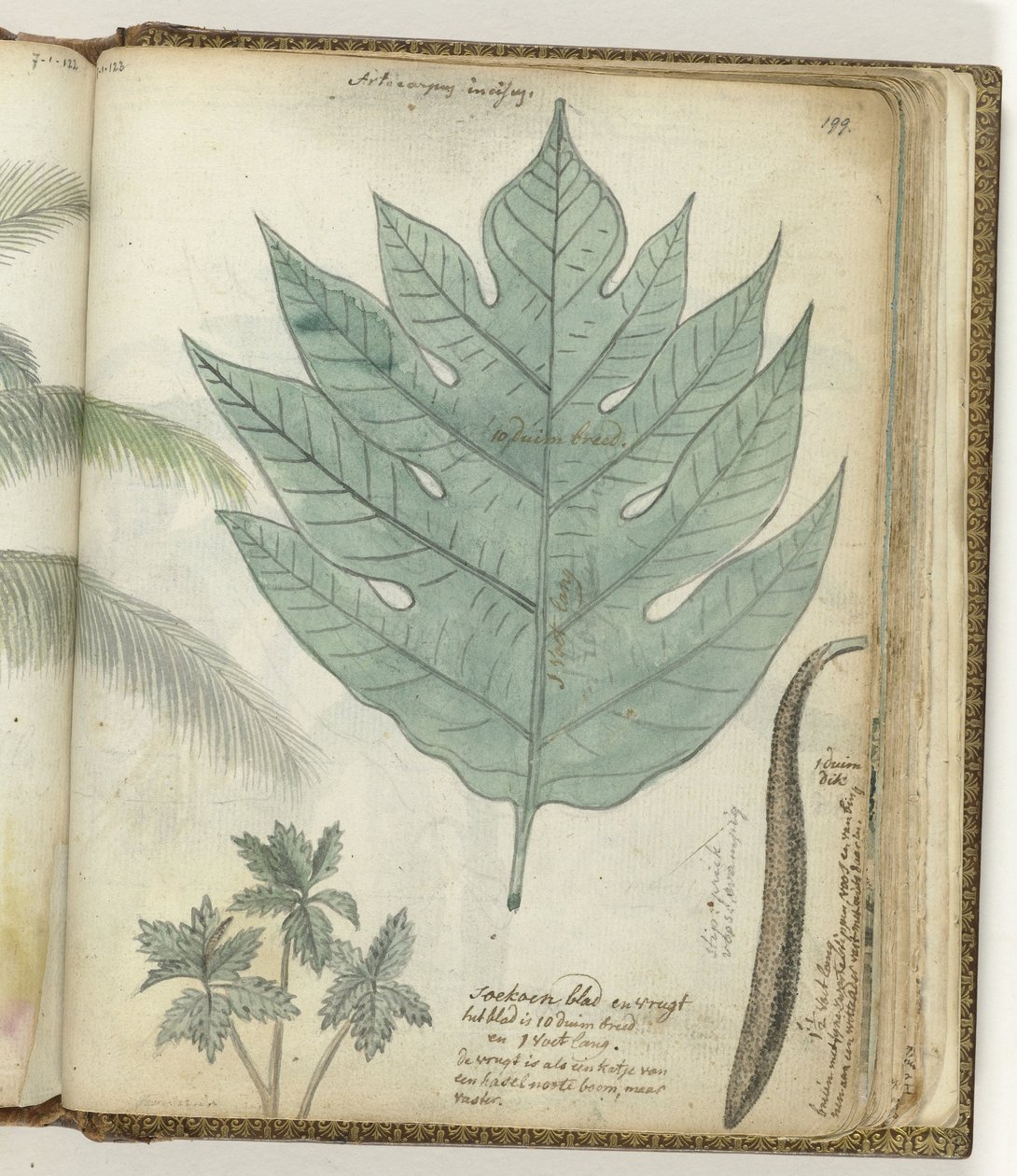 Feuille et fruit de soekoen - Jan Brandes
