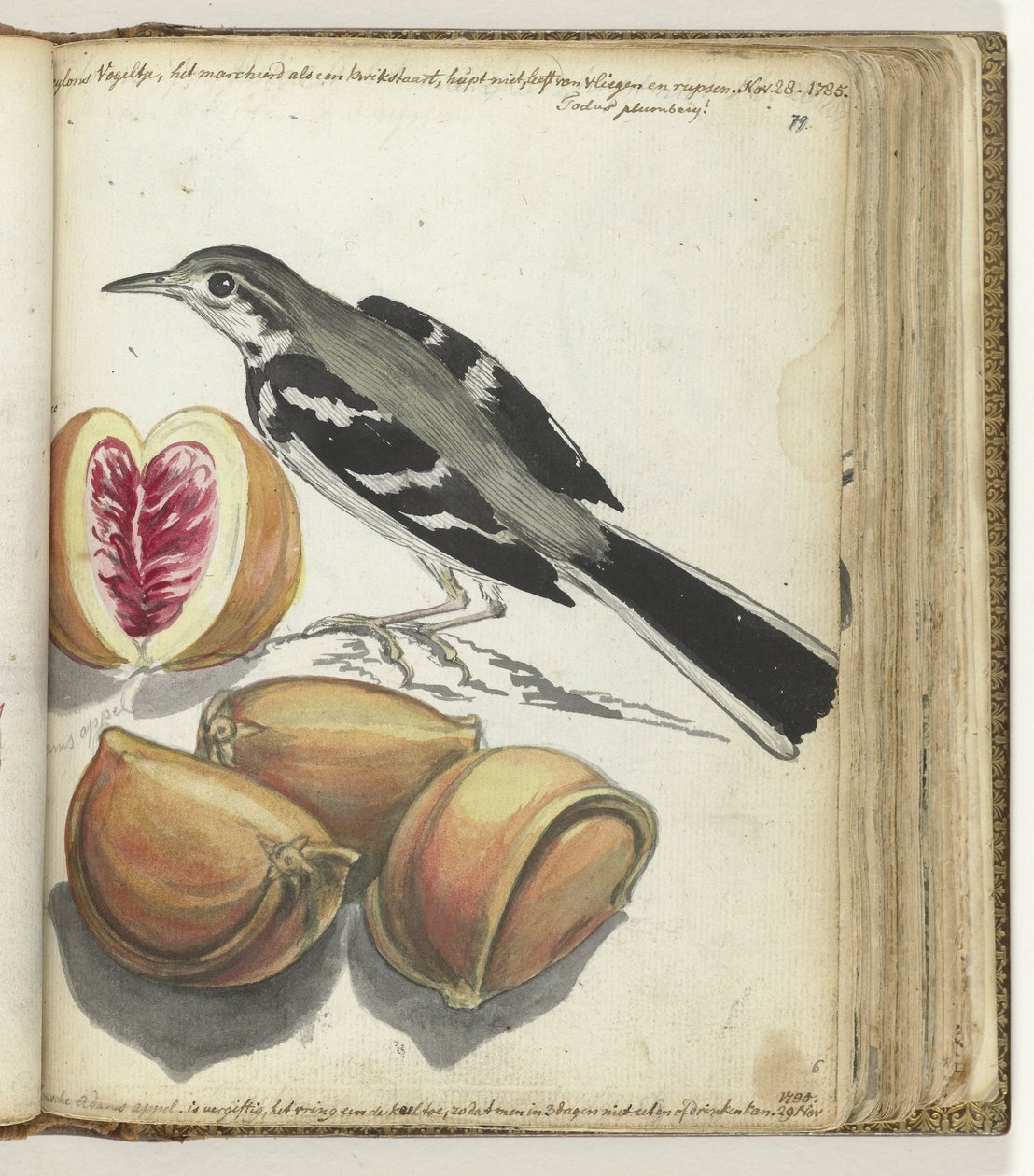 Bergeronnette avec fruits - Jan Brandes
