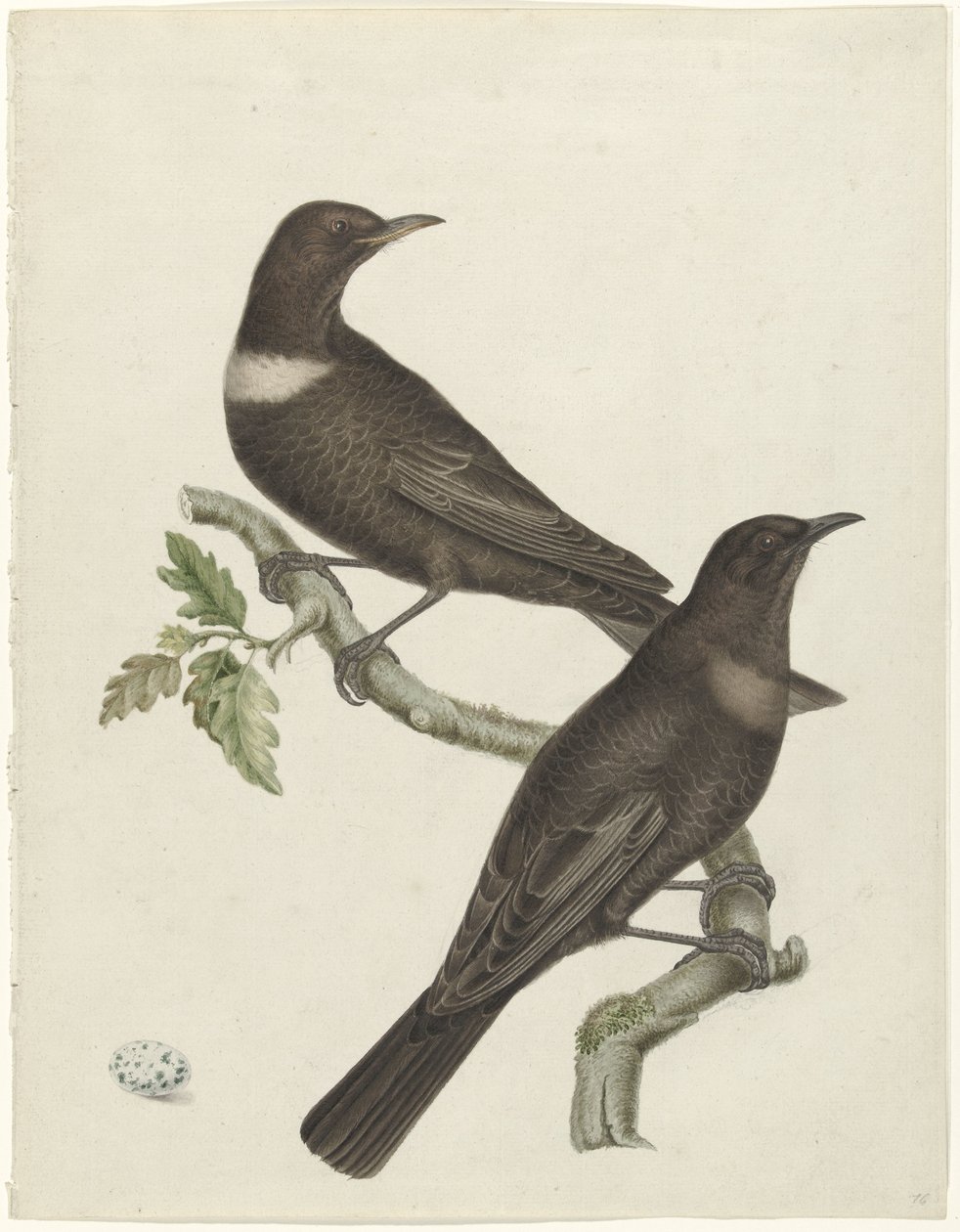 Deux grives à collier (Purdus torquatus) avec un œuf - Jan Christiaan Sepp (possibly)