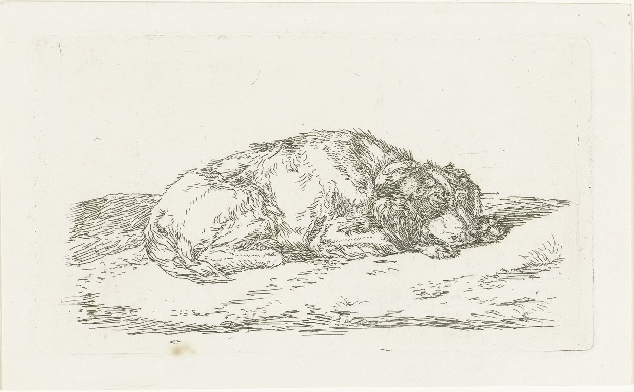 Chien endormi avec la tête reposant sur les pattes avant - Jan Dasveldt