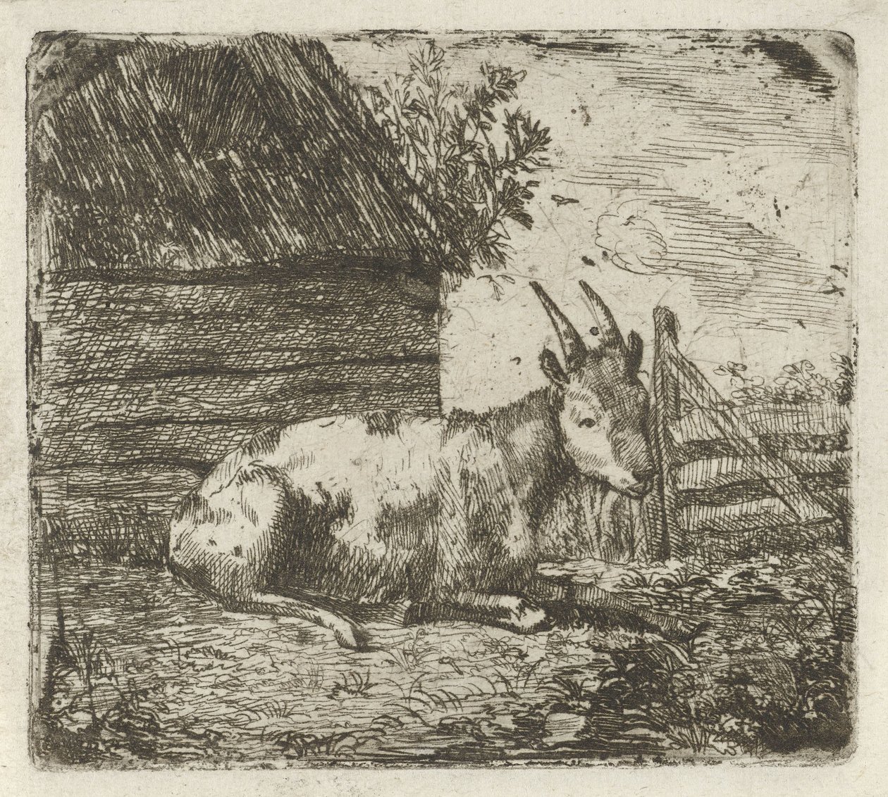 Bouc près d