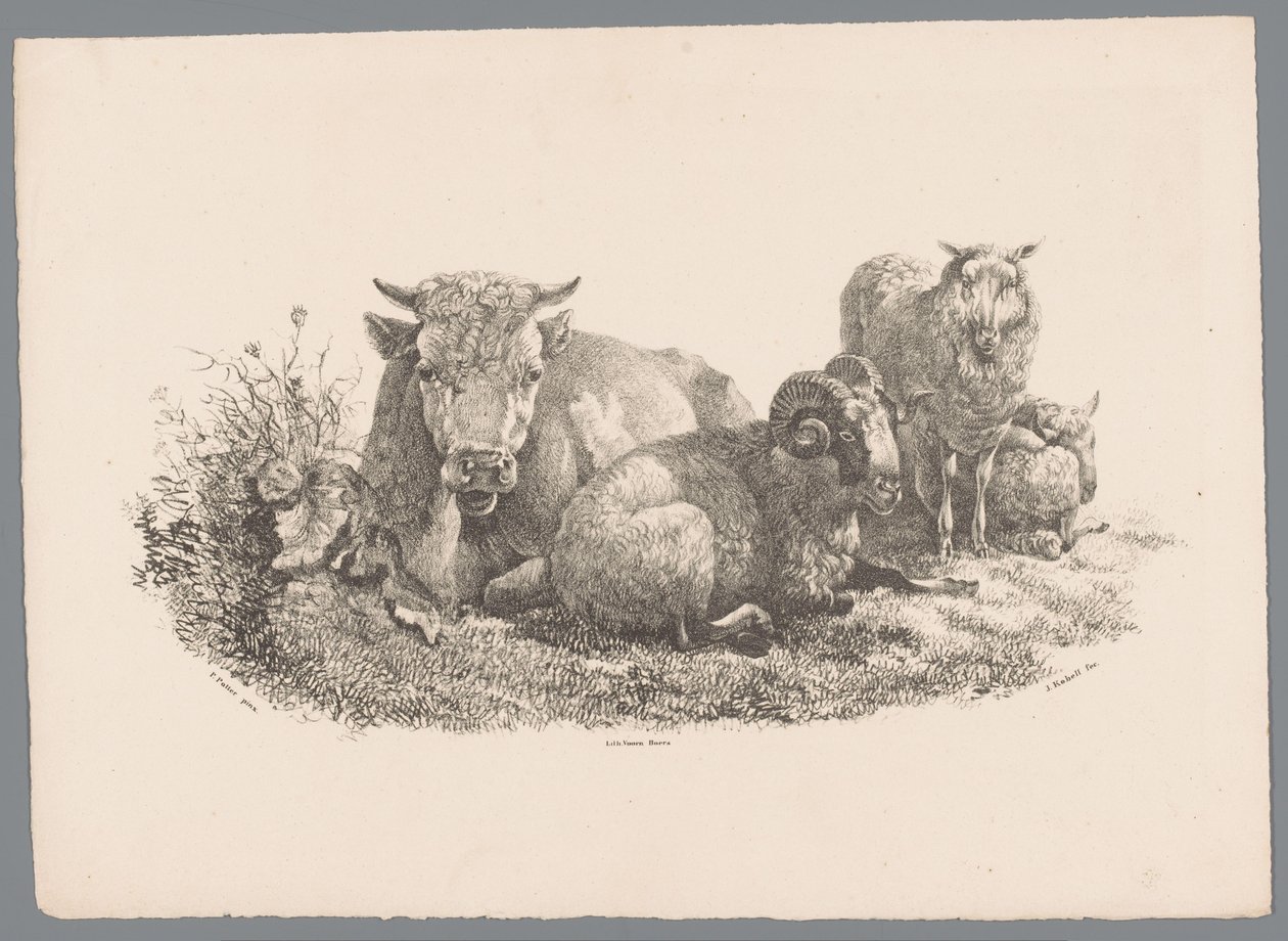 Vache, bélier et deux moutons - Jan Kobell (III)