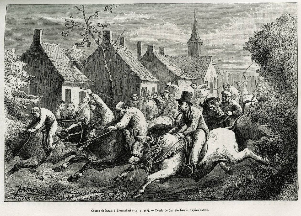 Course de bœufs à Braesschaet, village de polder, pour célébrer l