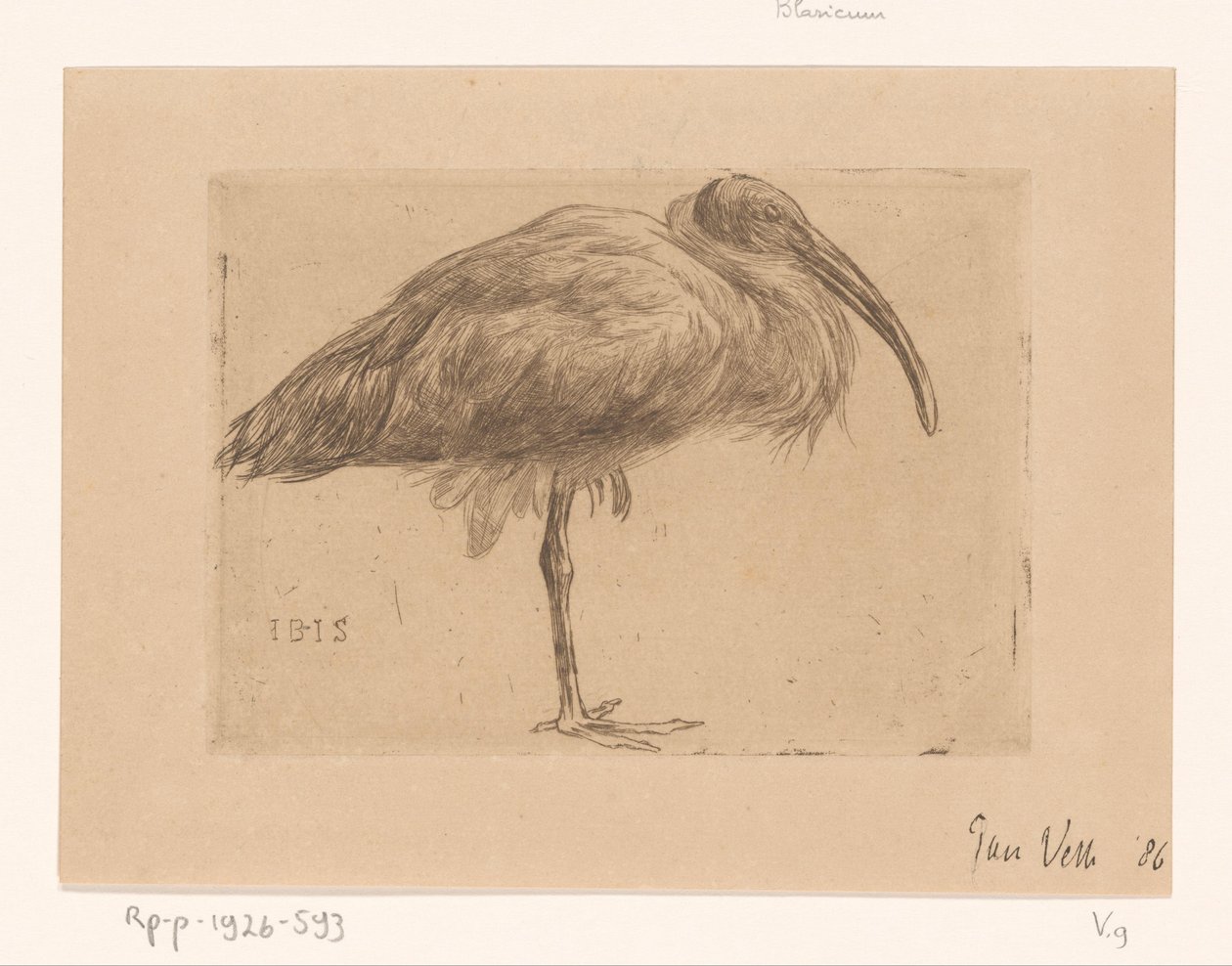 Ibis - Jan Veth (signed by artist)