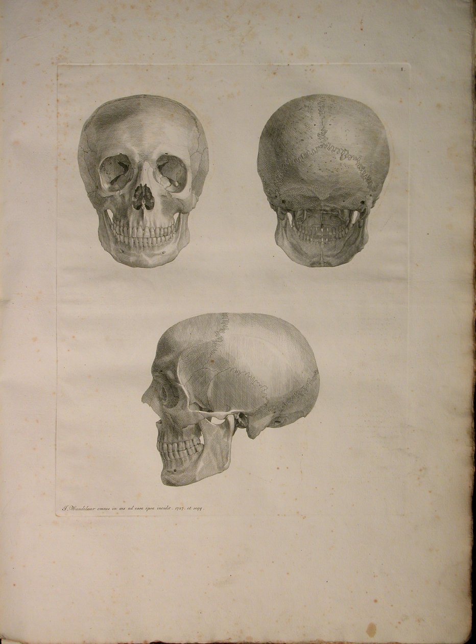 Albinus II, Pl. I, illustration de 