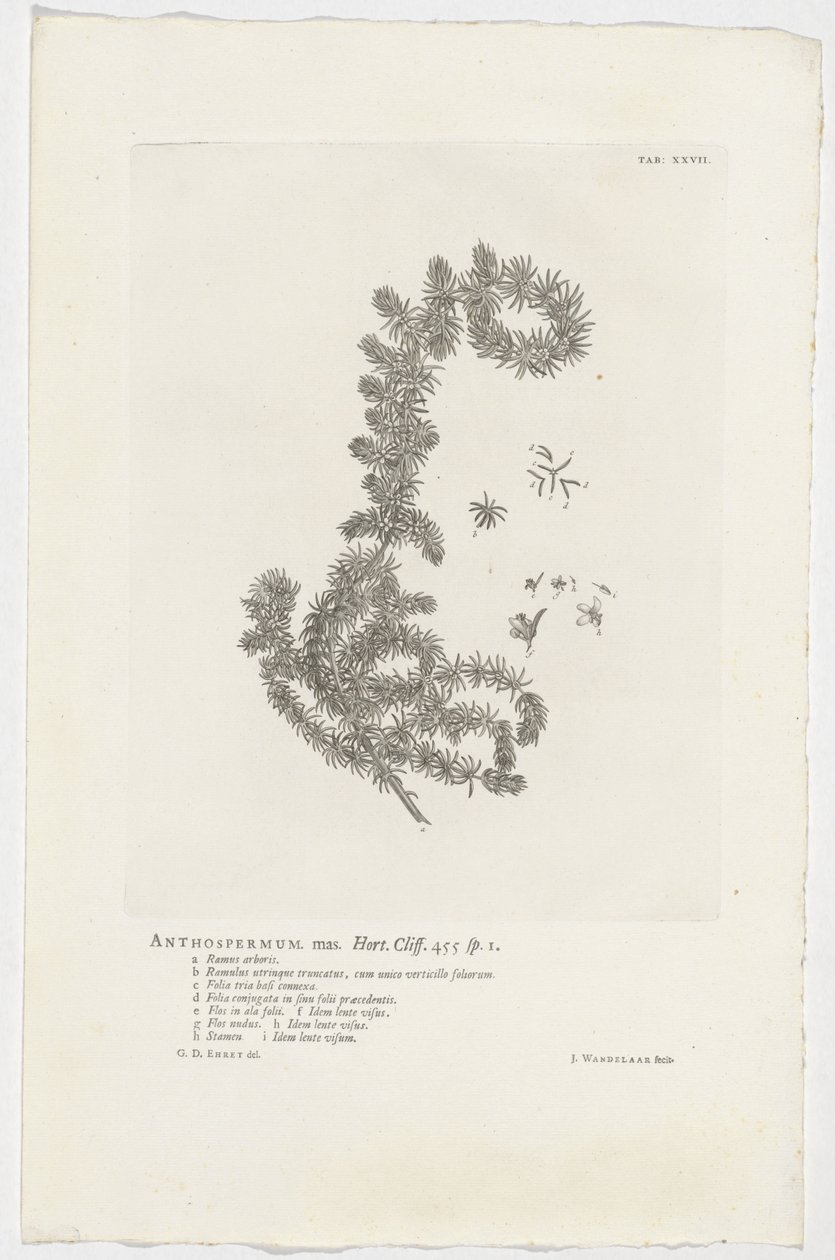 Anthospermum aethiopicum - Jan Wandelaar