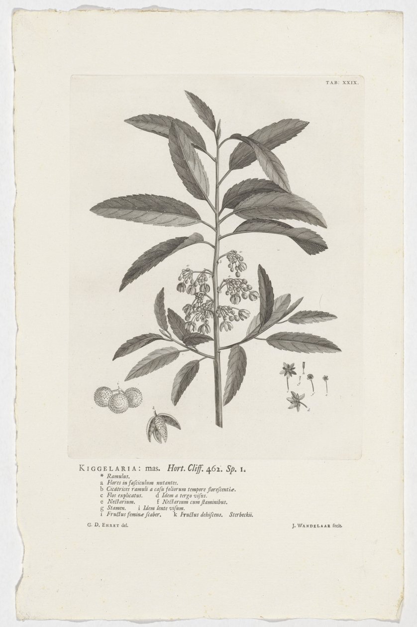 Kiggelaria africana - Jan Wandelaar