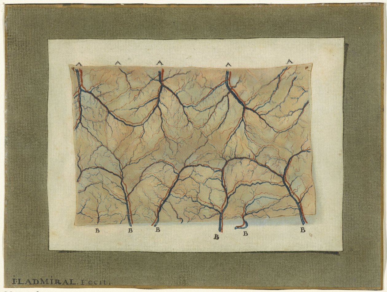 Étude anatomique du système vasculaire - Jan l