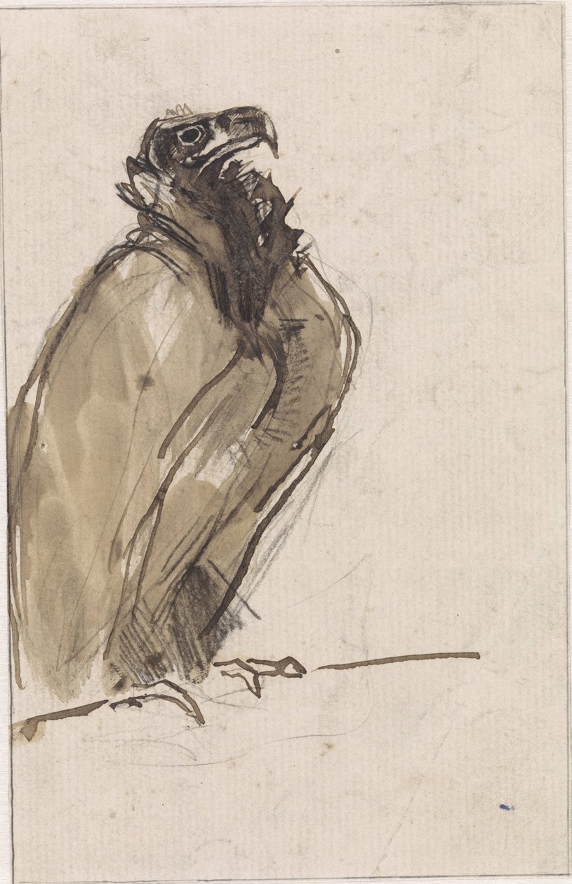 Vautour, assis sur une branche - Jan van Essen