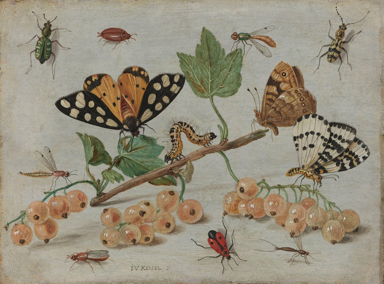 Insectes et fruits - Jan van Kessel (I)