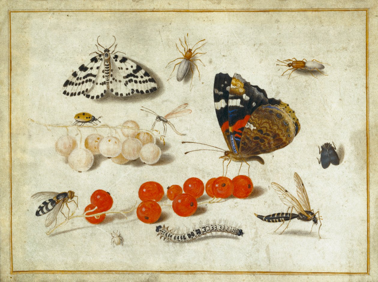 Papillon, Chenille, Papillon de nuit, Insectes et Groseilles, c.1650-65 - Jan van Kessel the Elder