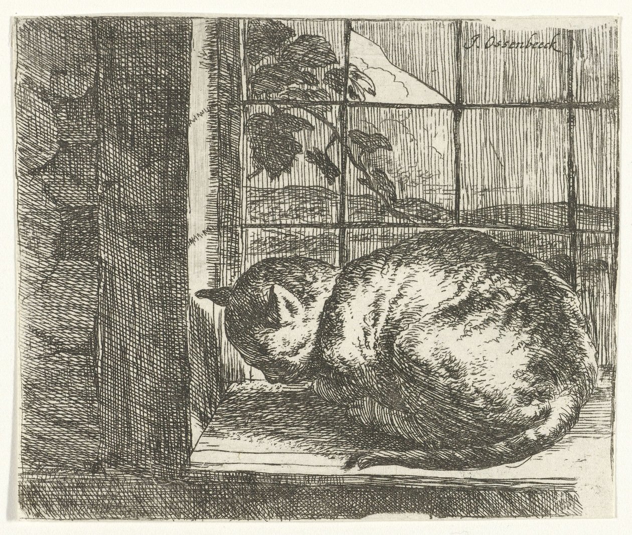 Chat sur le rebord de la fenêtre - Jan van Ossenbeeck