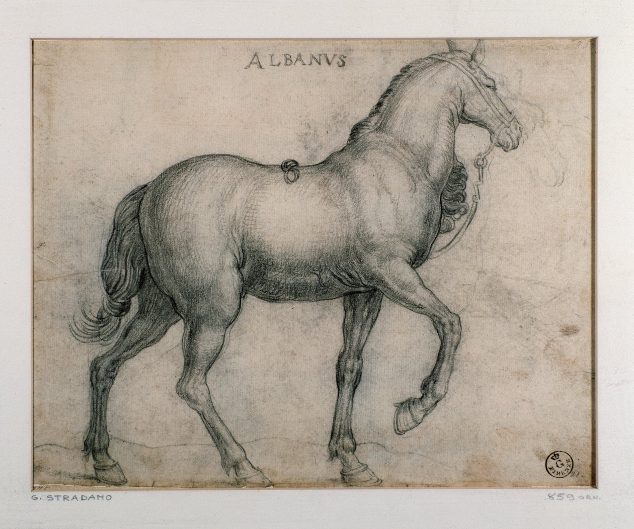 Étude pour un cheval - Jan van der Straet