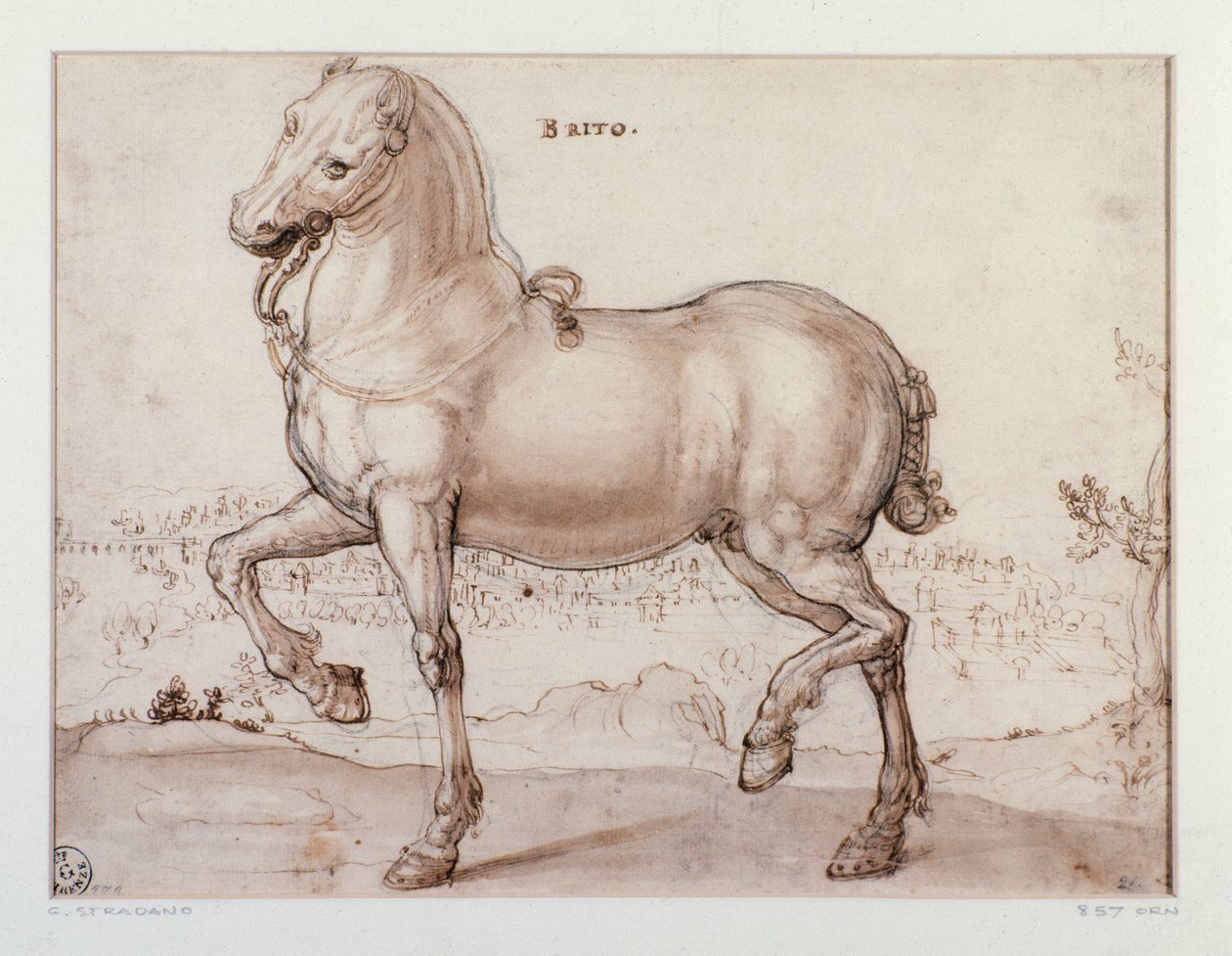Étude pour un cheval. Dessin de Giovanni Stradano (Jan van der Straet) (1523-1605) Florence, Gabinetto Disegni e Stampe, Uffizi - Jan van der Straet