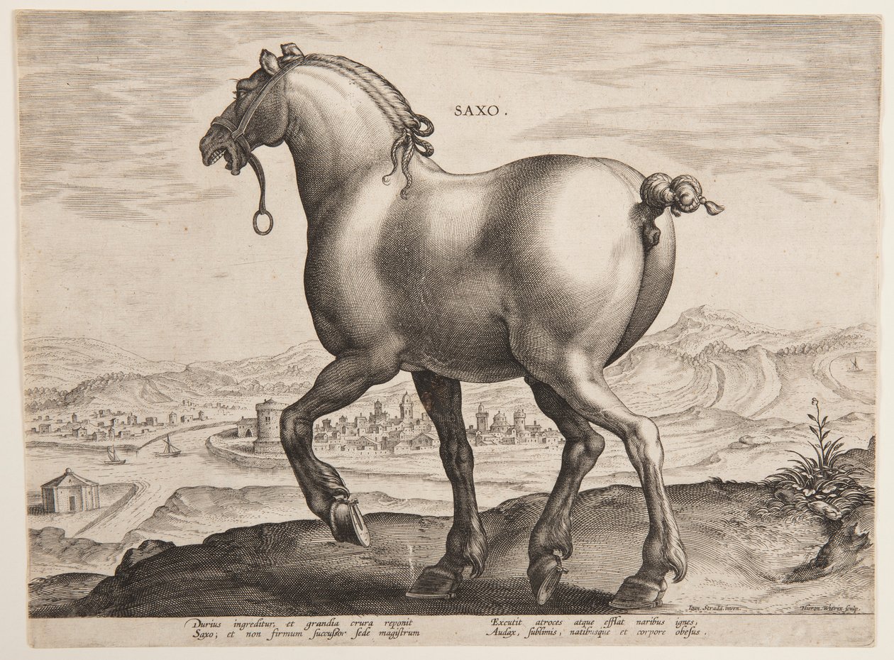 Un cheval saxon, du premier ensemble de "Equile Joannis Austriaci" - Jan van der Straet, called Stradanus