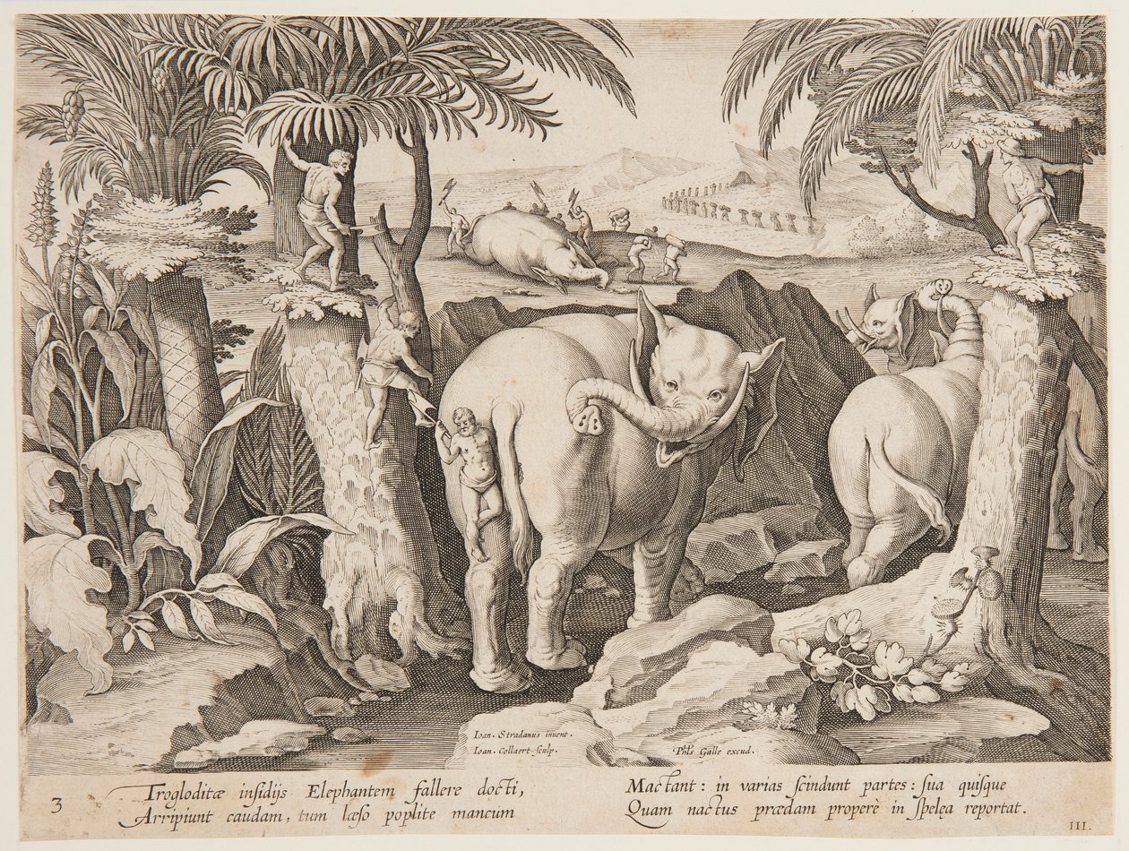 Hommes des cavernes chassant des éléphants, planche 3 de la série Venationes Ferarum, Avium, Piscium - Jan van der Straet, called Stradanus