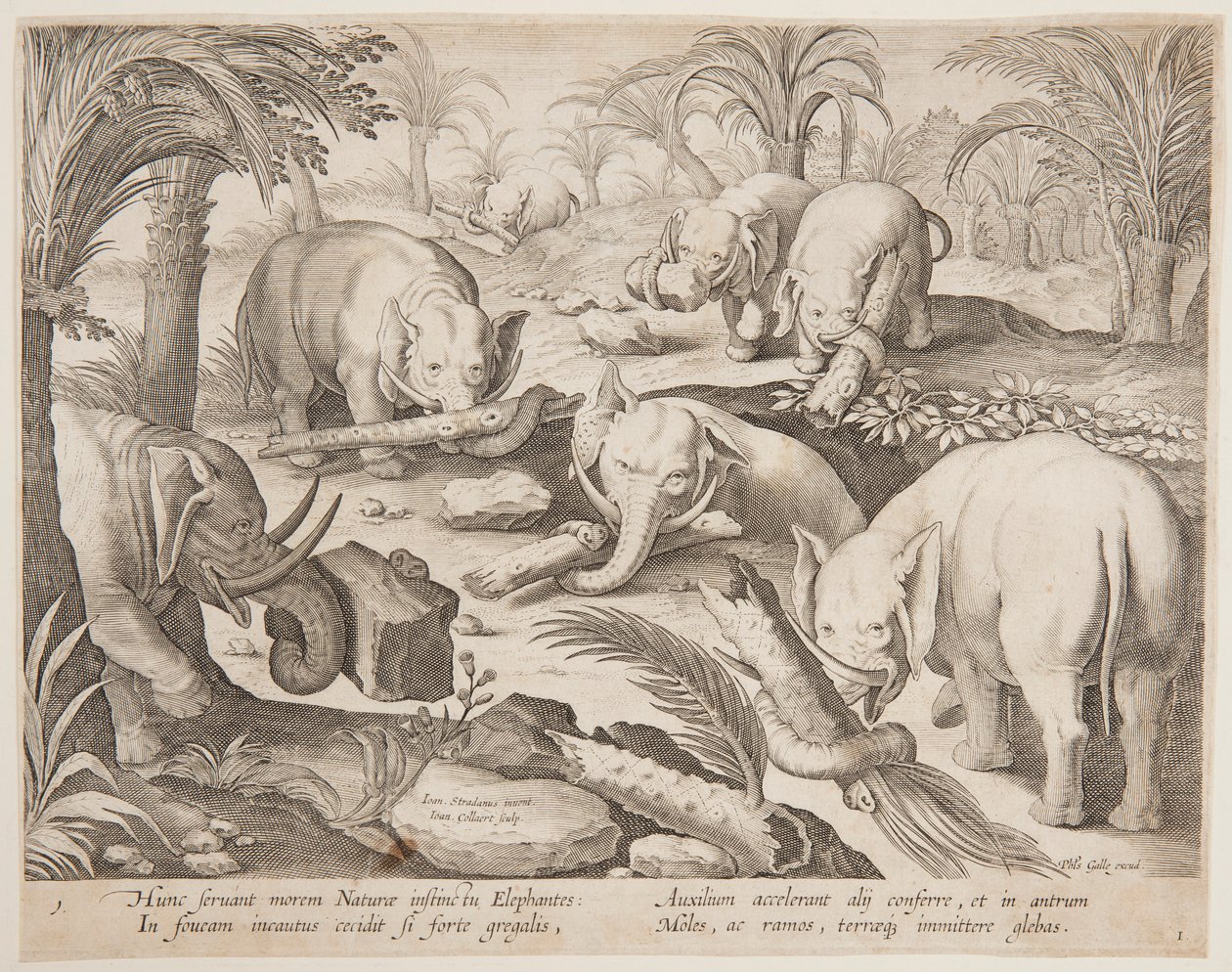 Éléphants s
