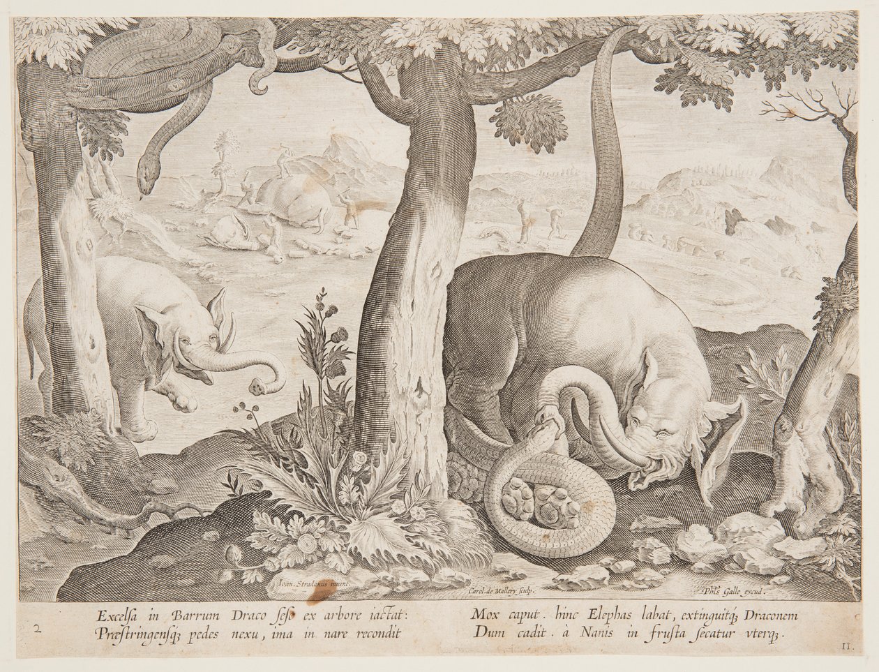 Combat entre éléphants et serpents, planche 2 de la série Venationes Ferarum, Avium, Piscium - Jan van der Straet, called Stradanus