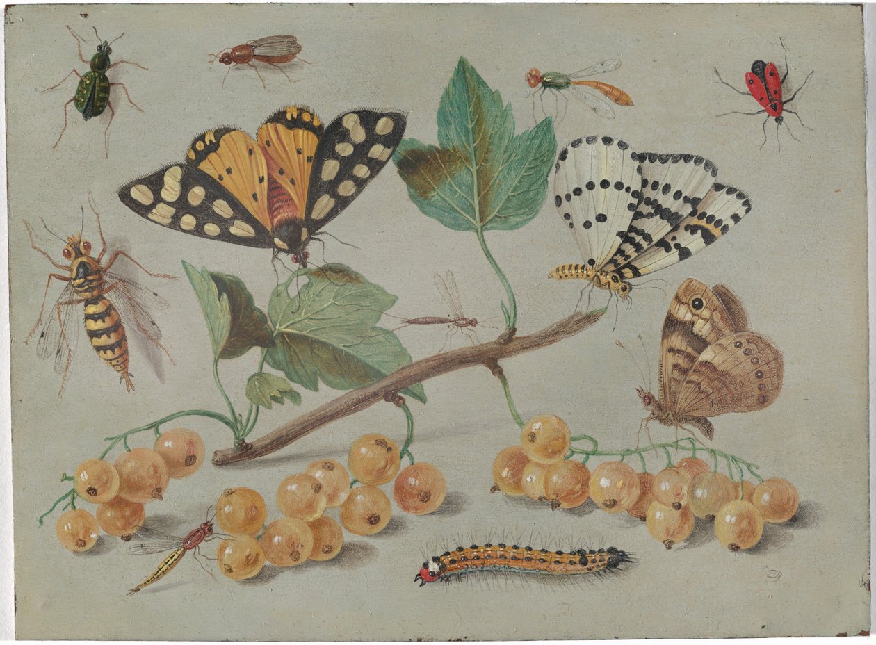 Étude de papillons et d