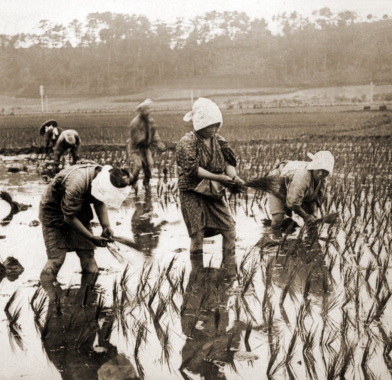 Femmes plantant du riz au Japon, vers 1900 - Japanese Photographer