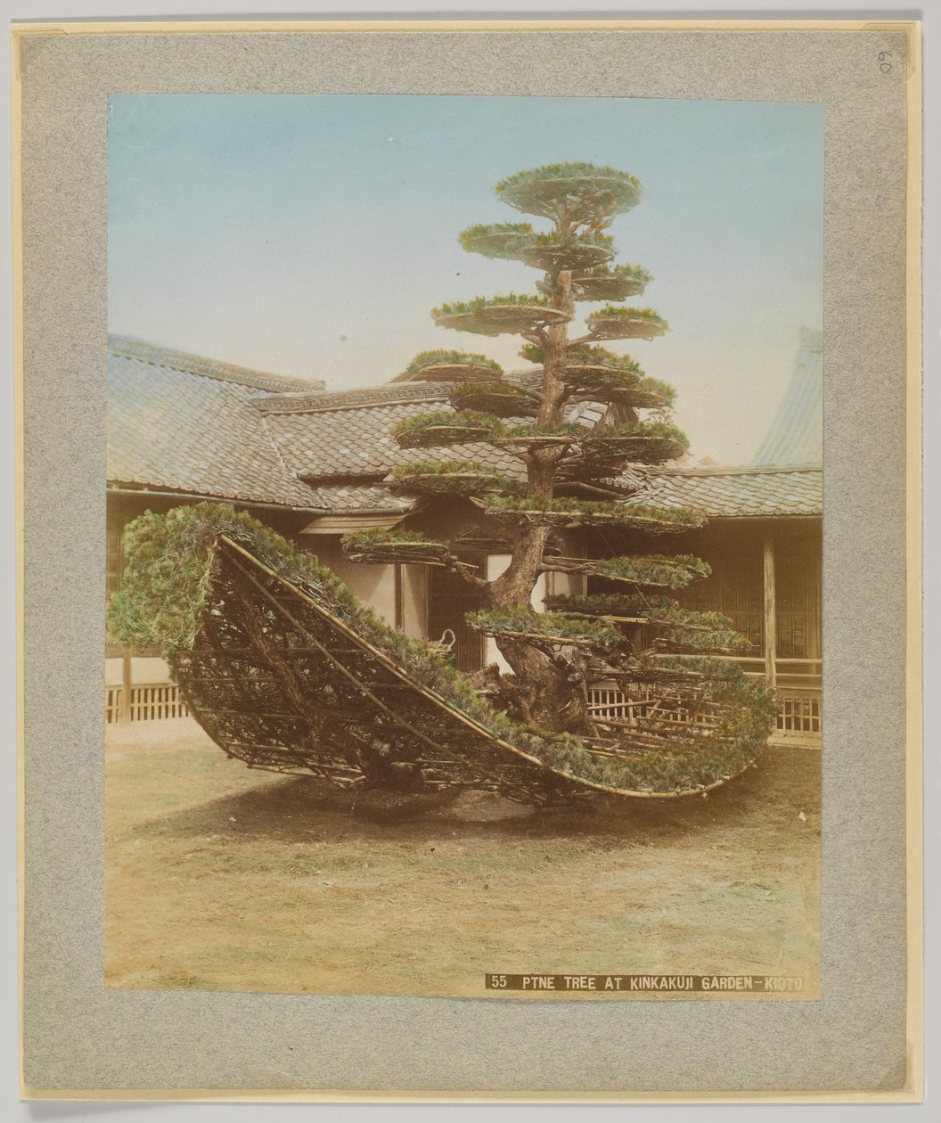 Pin au jardin de Kinkakuji, Kyoto, Japon - Japanese Photographer