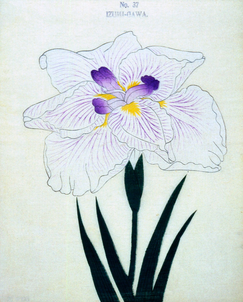 Izumi-Gawa, no.37, 1898 - Japanese School