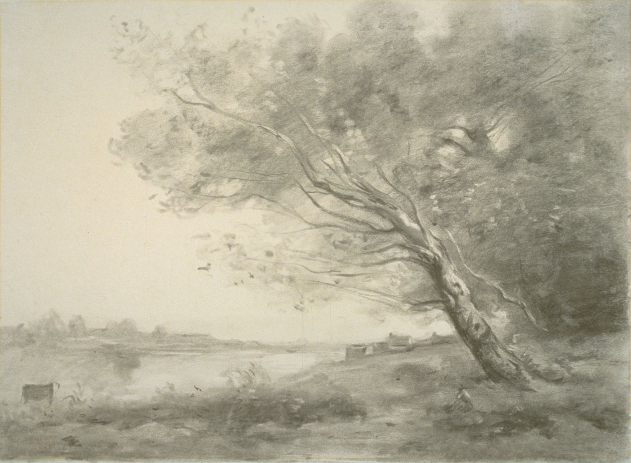 Arbre courbé près de l