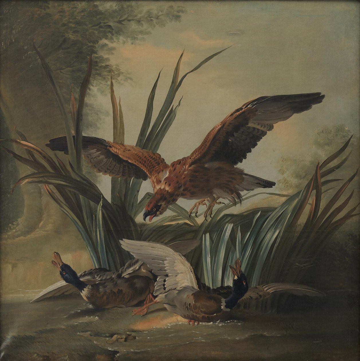 Un faucon attaquant un couple de canards - Jean-Baptiste Oudry