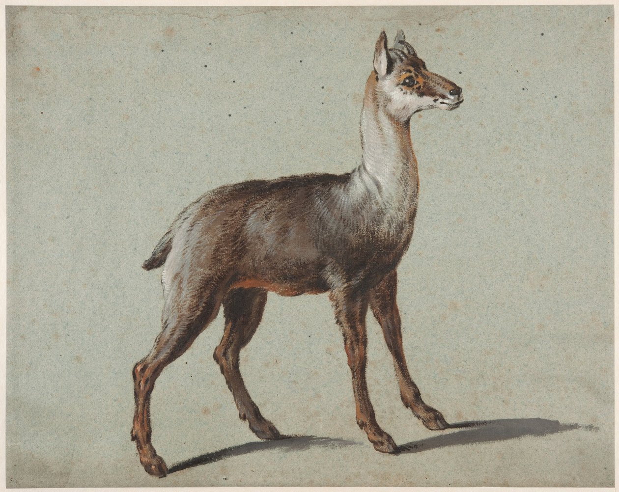 Chamois - Jean-Baptiste Oudry