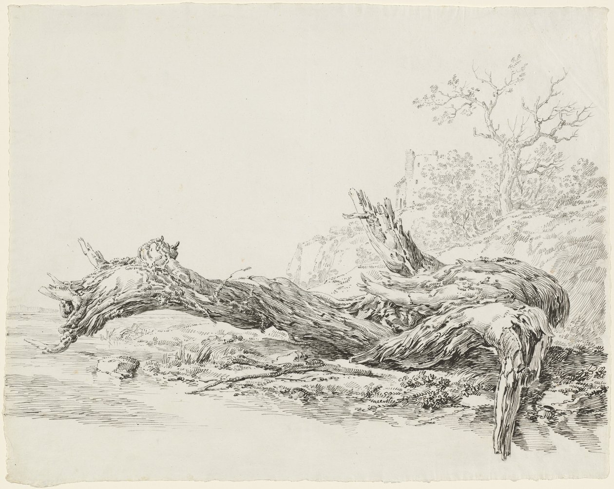 Un arbre ancien tombé près d