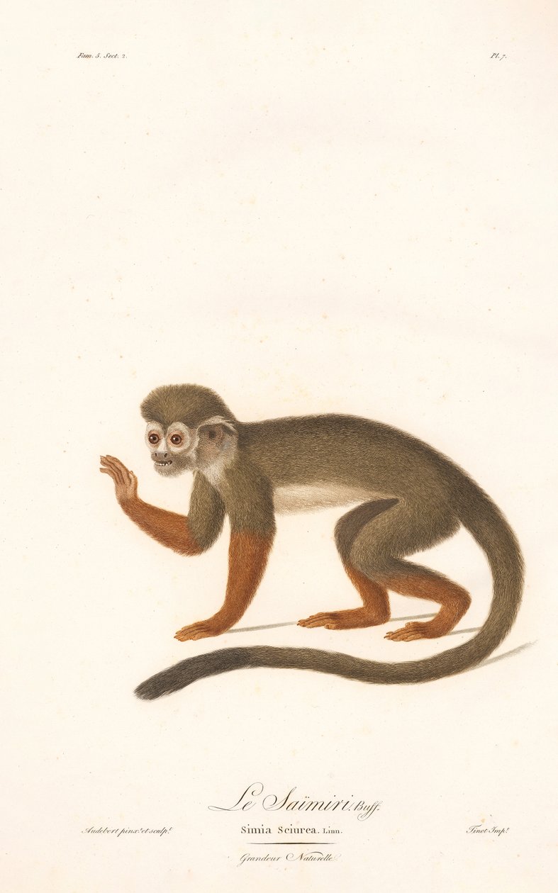Singe-écureuil commun (Simia sciurea) - Jean Baptiste Audebert