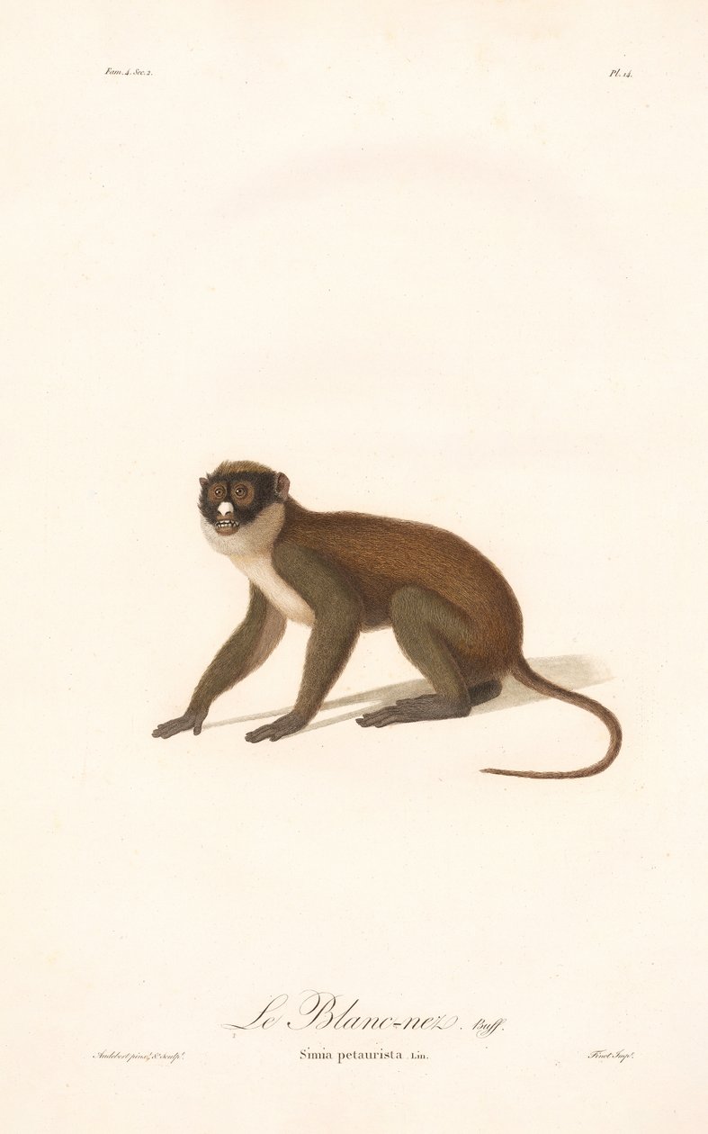 Petit singe à nez tacheté (Simia petaurista) - Jean Baptiste Audebert