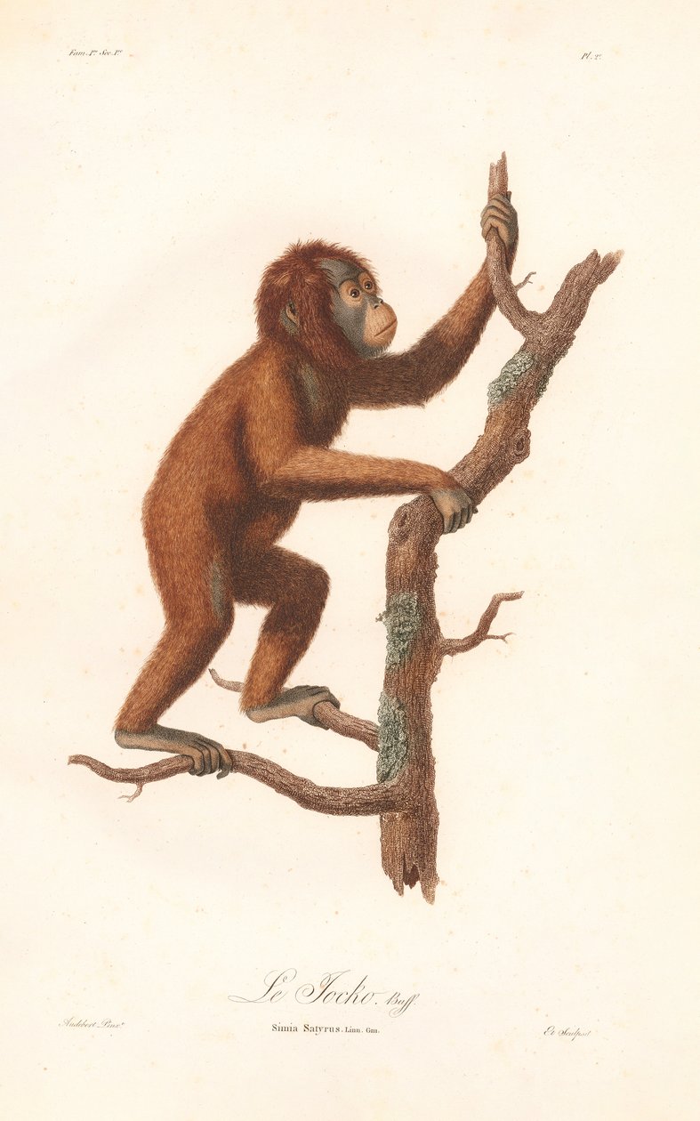 Orang-outan (Simia satyrus) - Jean Baptiste Audebert