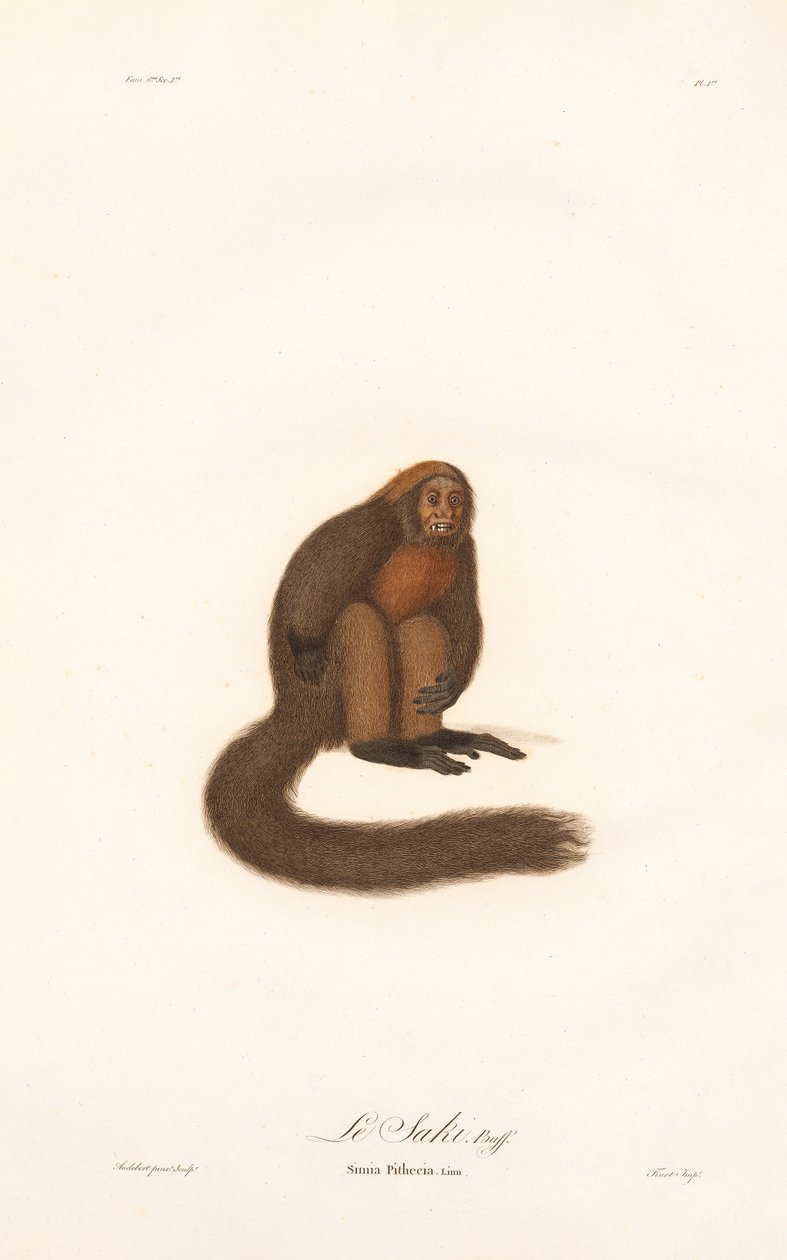 Singe hurleur rouge (Simia pithecia) - Jean Baptiste Audebert