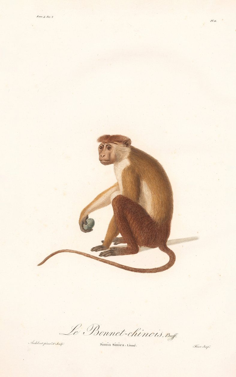 Macaque toque (Simia sinica) - Jean Baptiste Audebert