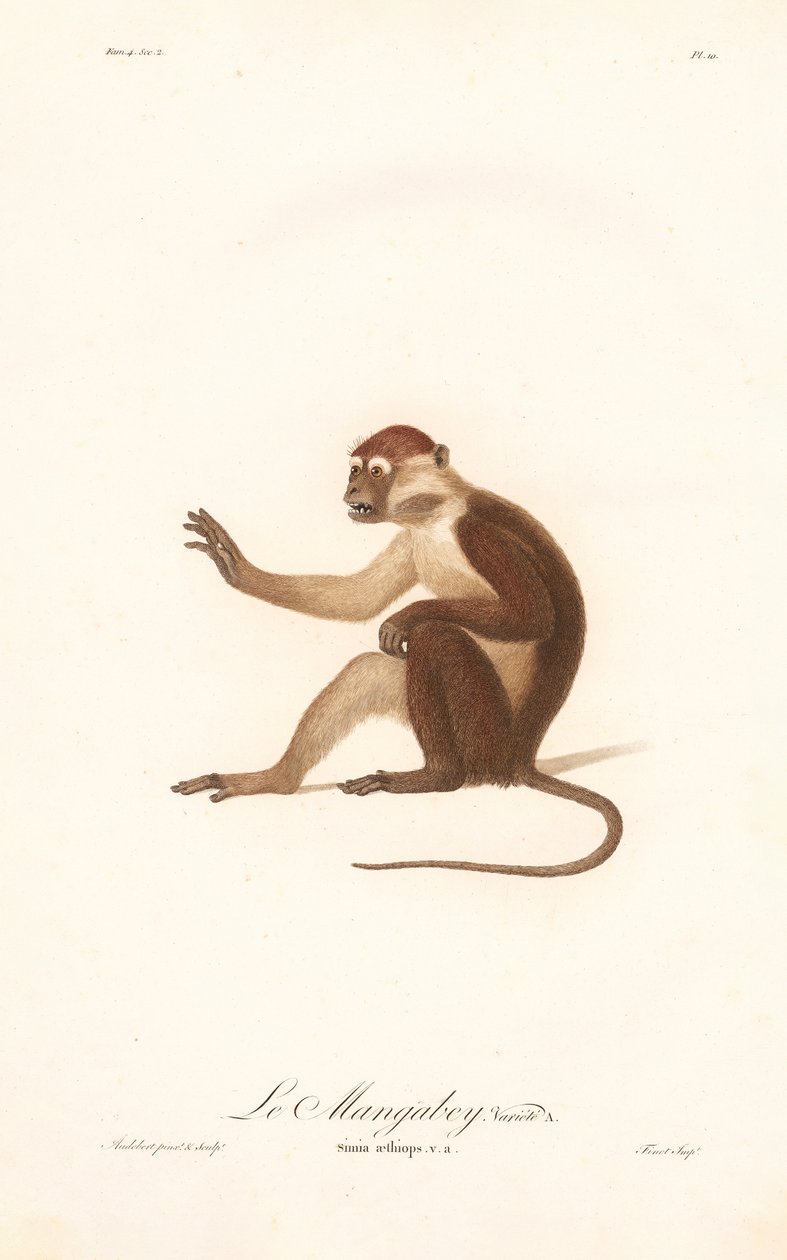 Variante du singe grivet (Simia aethiops v.a.) - Jean Baptiste Audebert