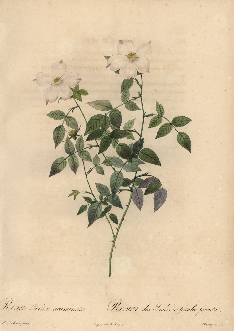 Rose de Chine blanche et rose, Rosa chinensis - Jean Baptiste Chapuy