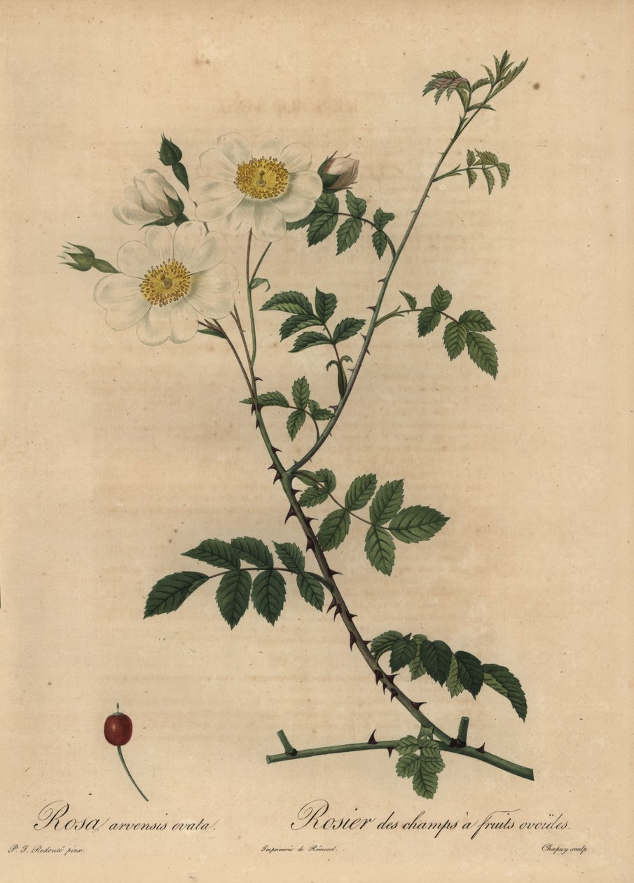 Rose des champs blanche, Rosa arvensis - Jean Baptiste Chapuy