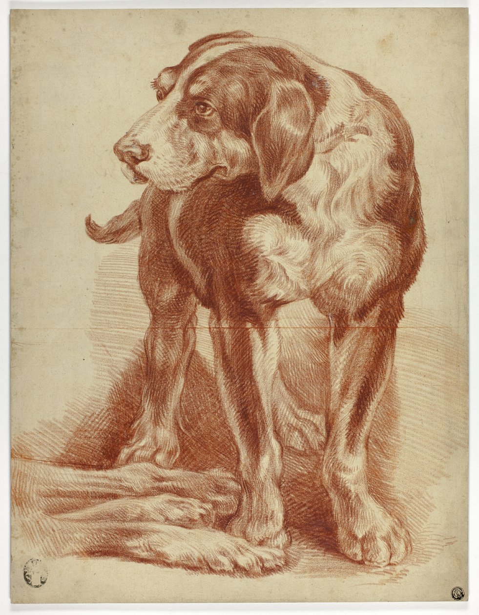 Chien de chasse debout - Jean Baptiste Huet