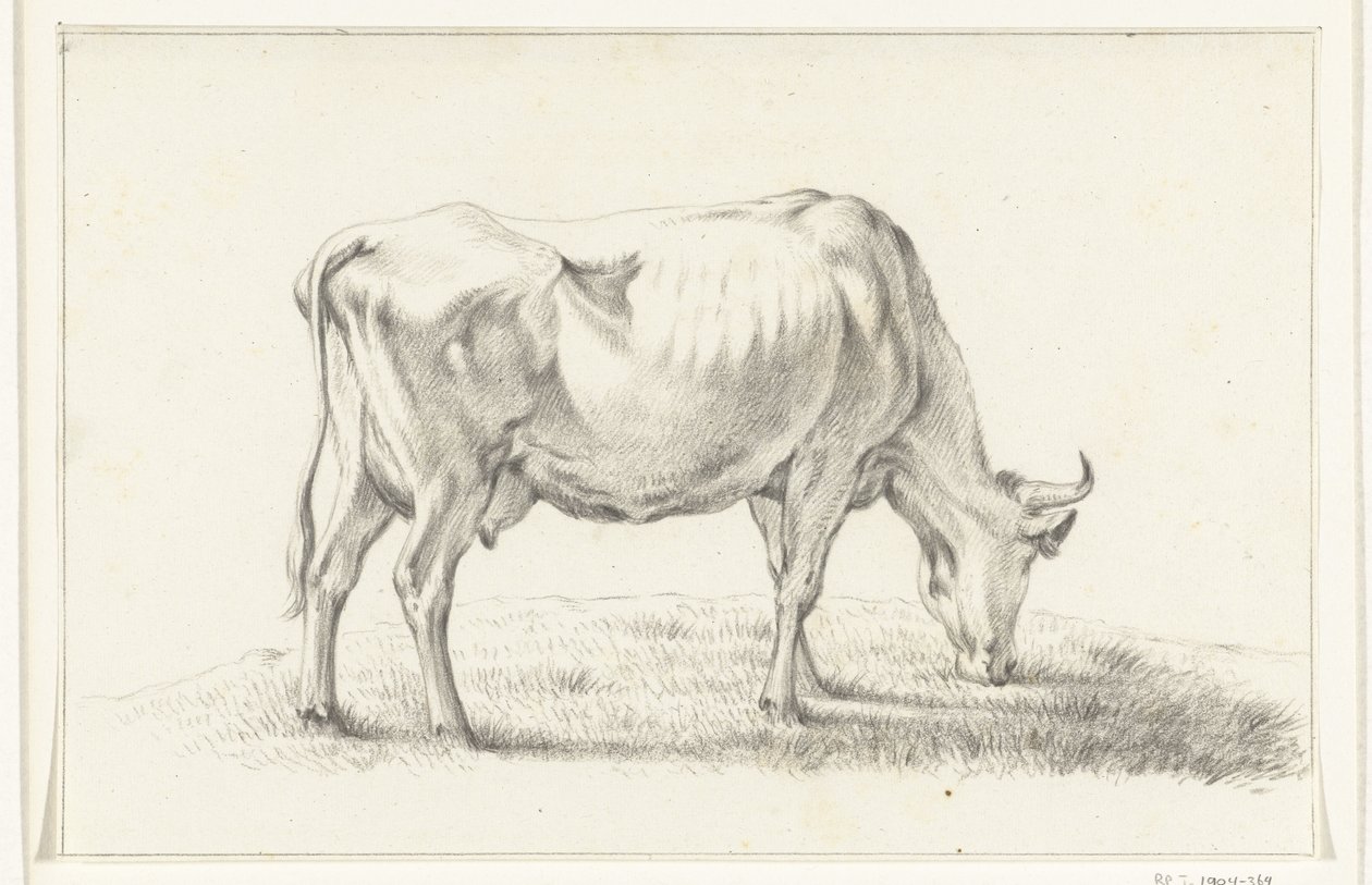 Vache broutant, vers la droite - Jean Bernard