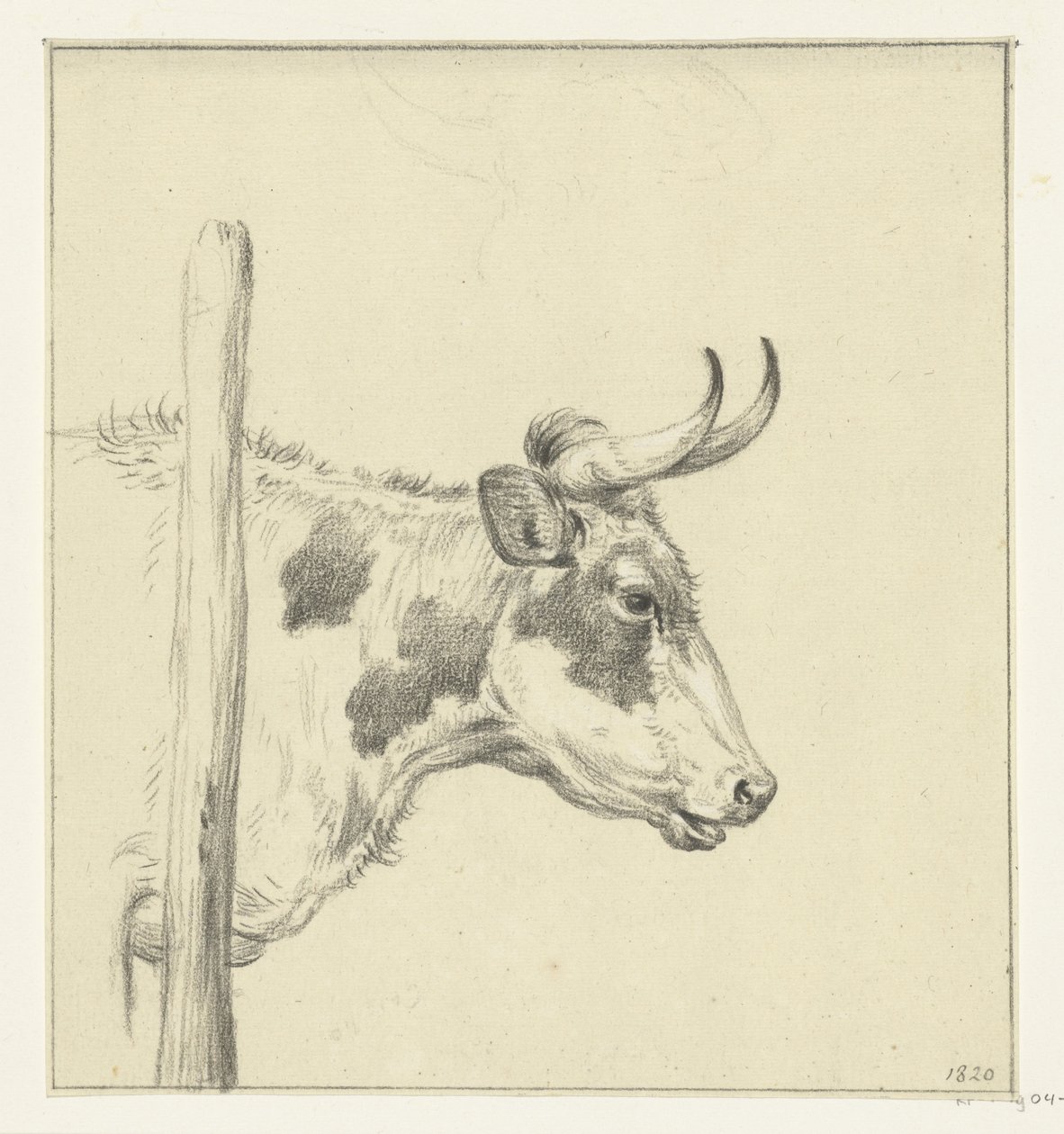 Tête de vache, vers la droite - Jean Bernard
