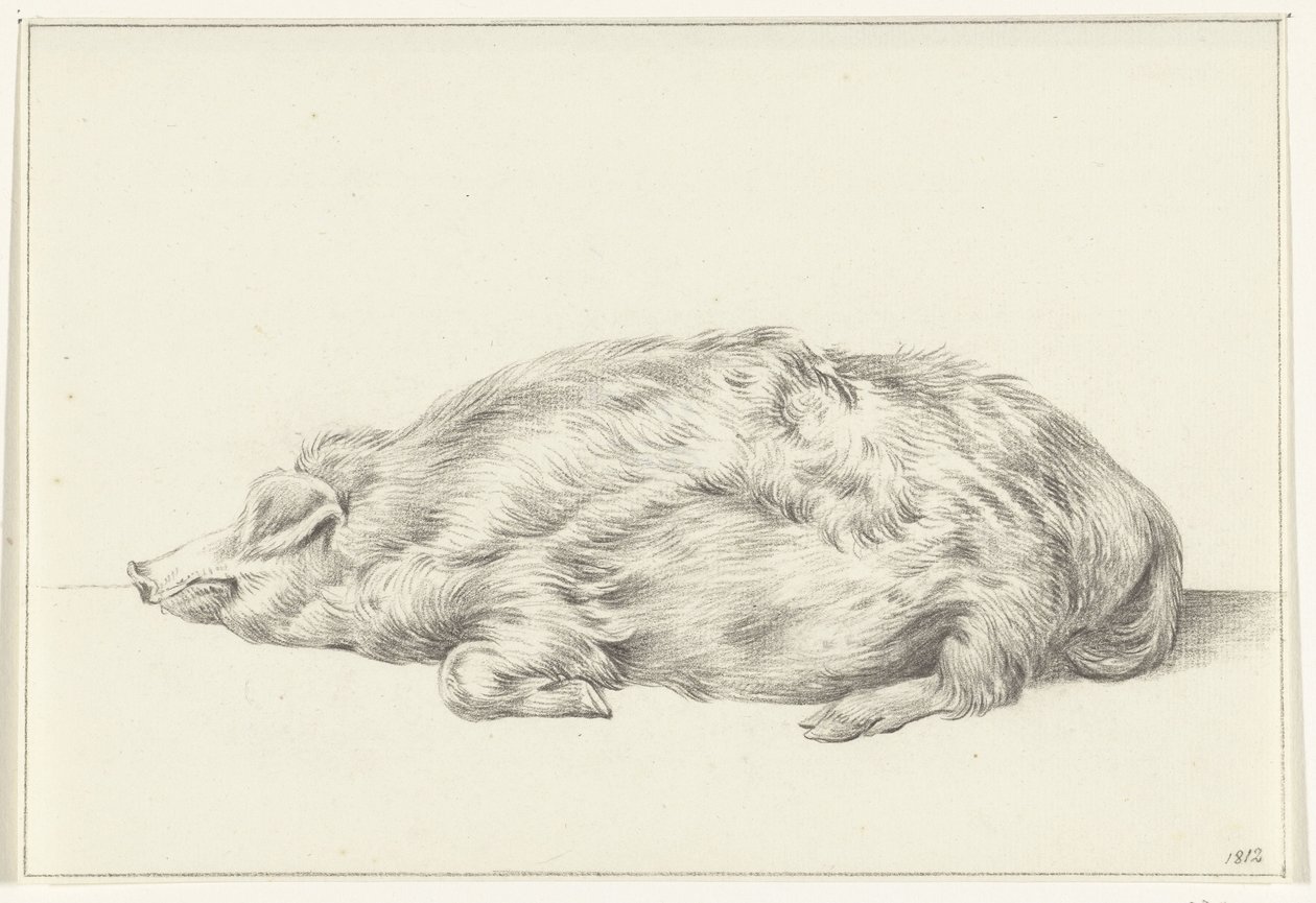 Cochon couché, vers la gauche - Jean Bernard