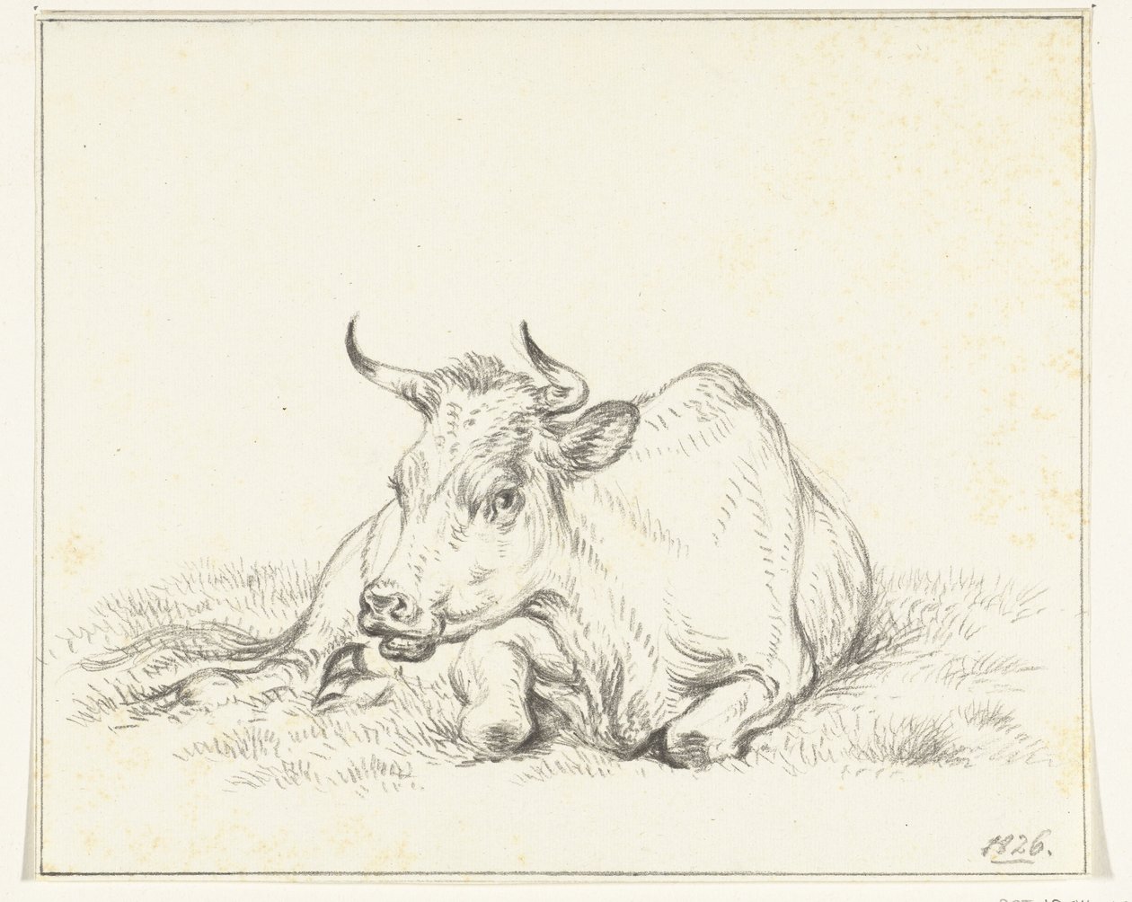 Vache couchée, de face - Jean Bernard