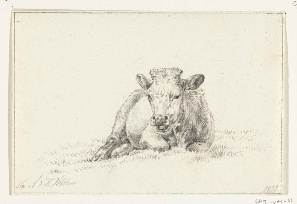 Vache couchée, de face - Jean Bernard