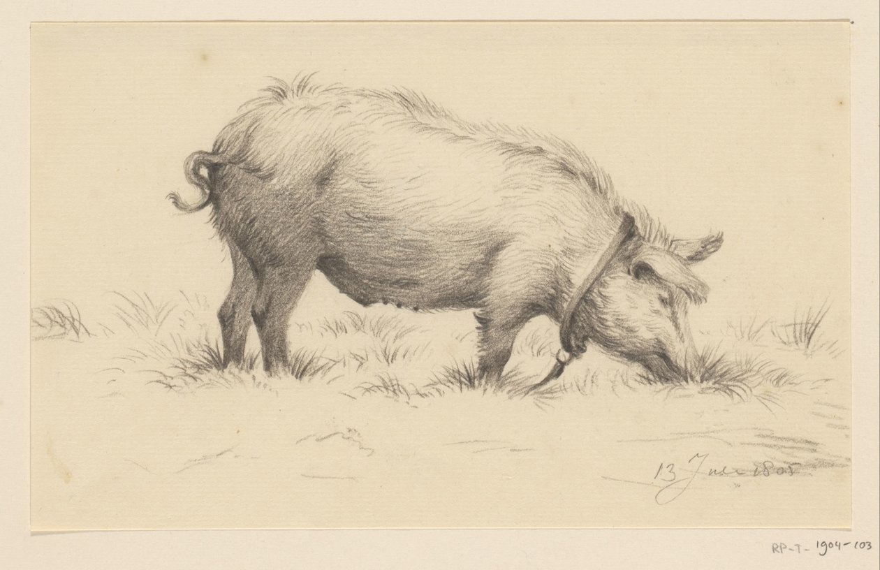 Cochon urinant debout, vers la droite, dans l