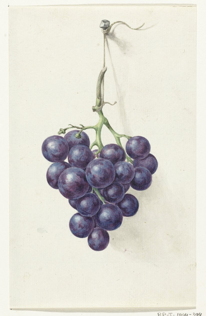 Grappe de raisins bleus - Jean Bernard