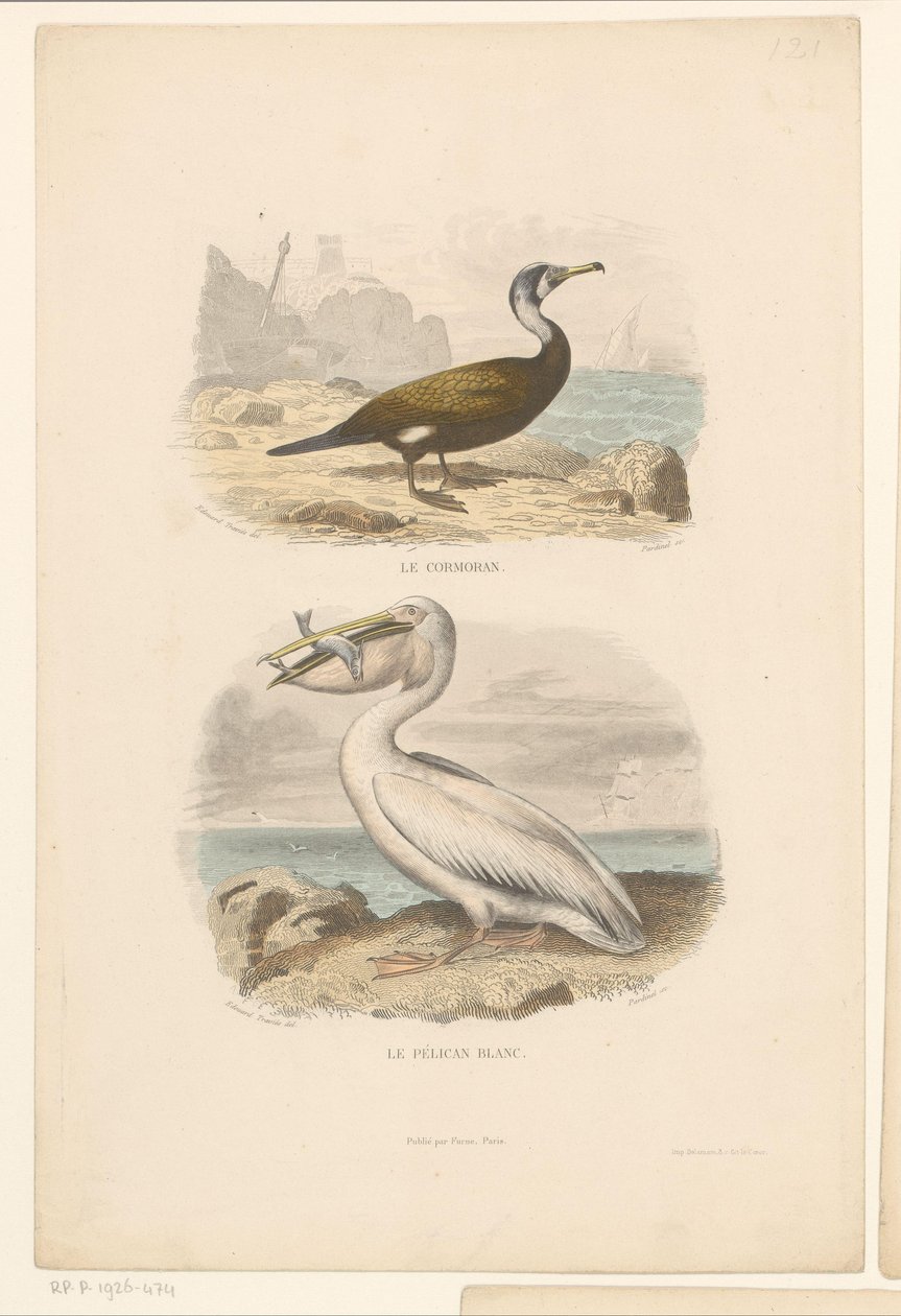 Cormoran et pélican blanc - Jean Charles Pardinel