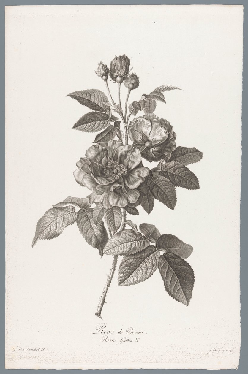 Rose de Provins - Jean Godefroy