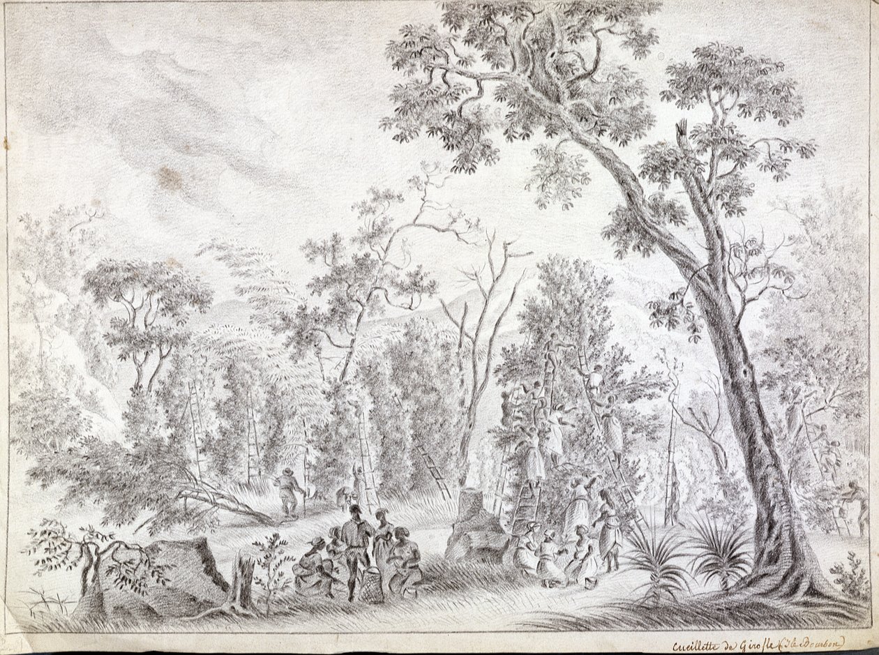 Récolte des clous de girofle à La Réunion, début du XIXe siècle - Jean Joseph Patu de Rosemont